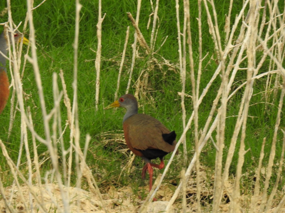 Gray-cowled Wood-Rail - ML645088449
