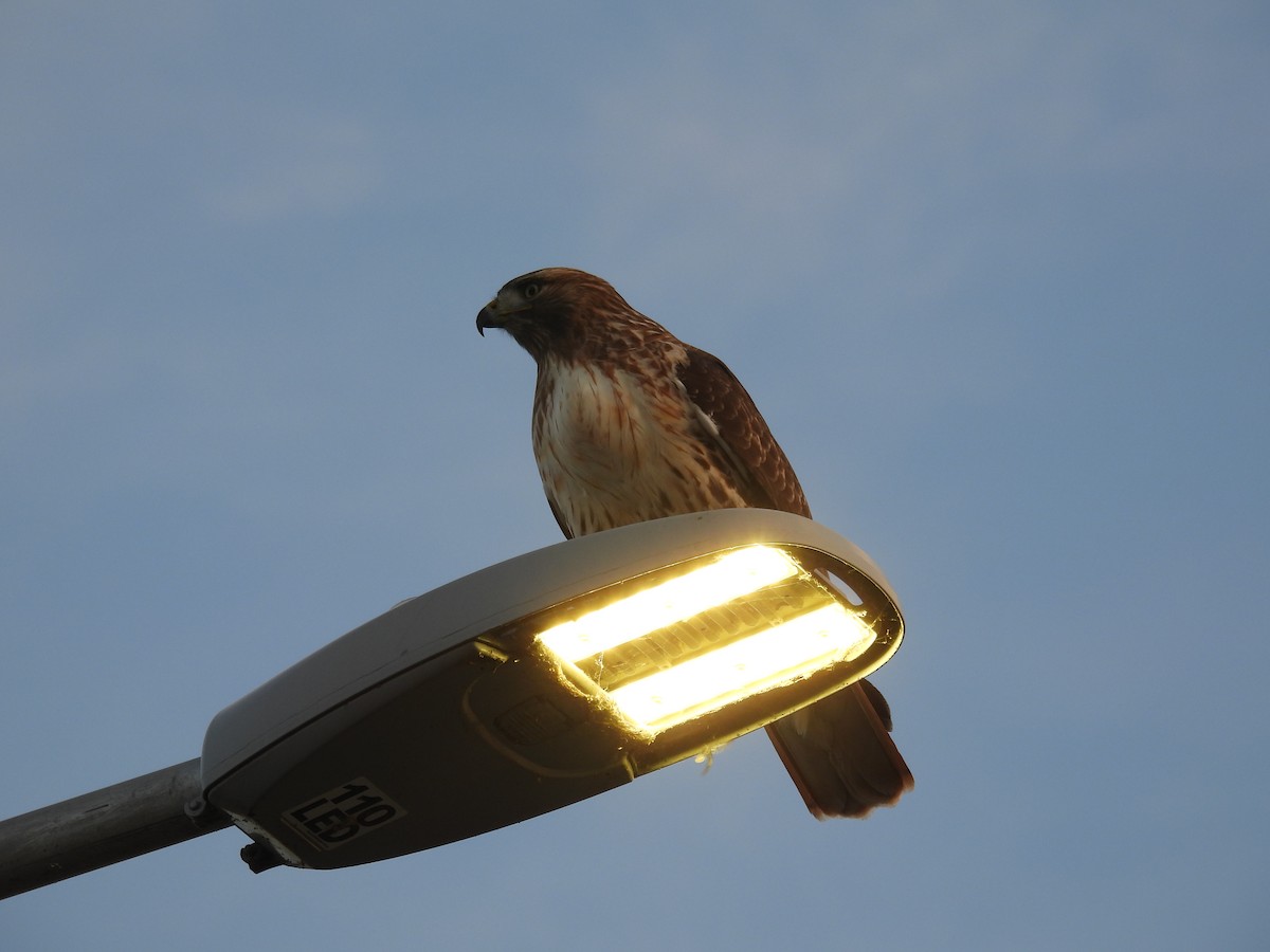 Red-tailed Hawk - ML645088450