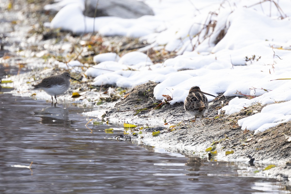 Wilson's Snipe - ML645088454