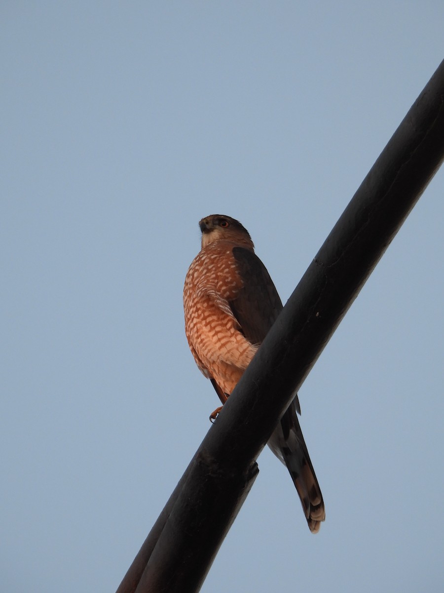 Cooper's Hawk - ML645088457