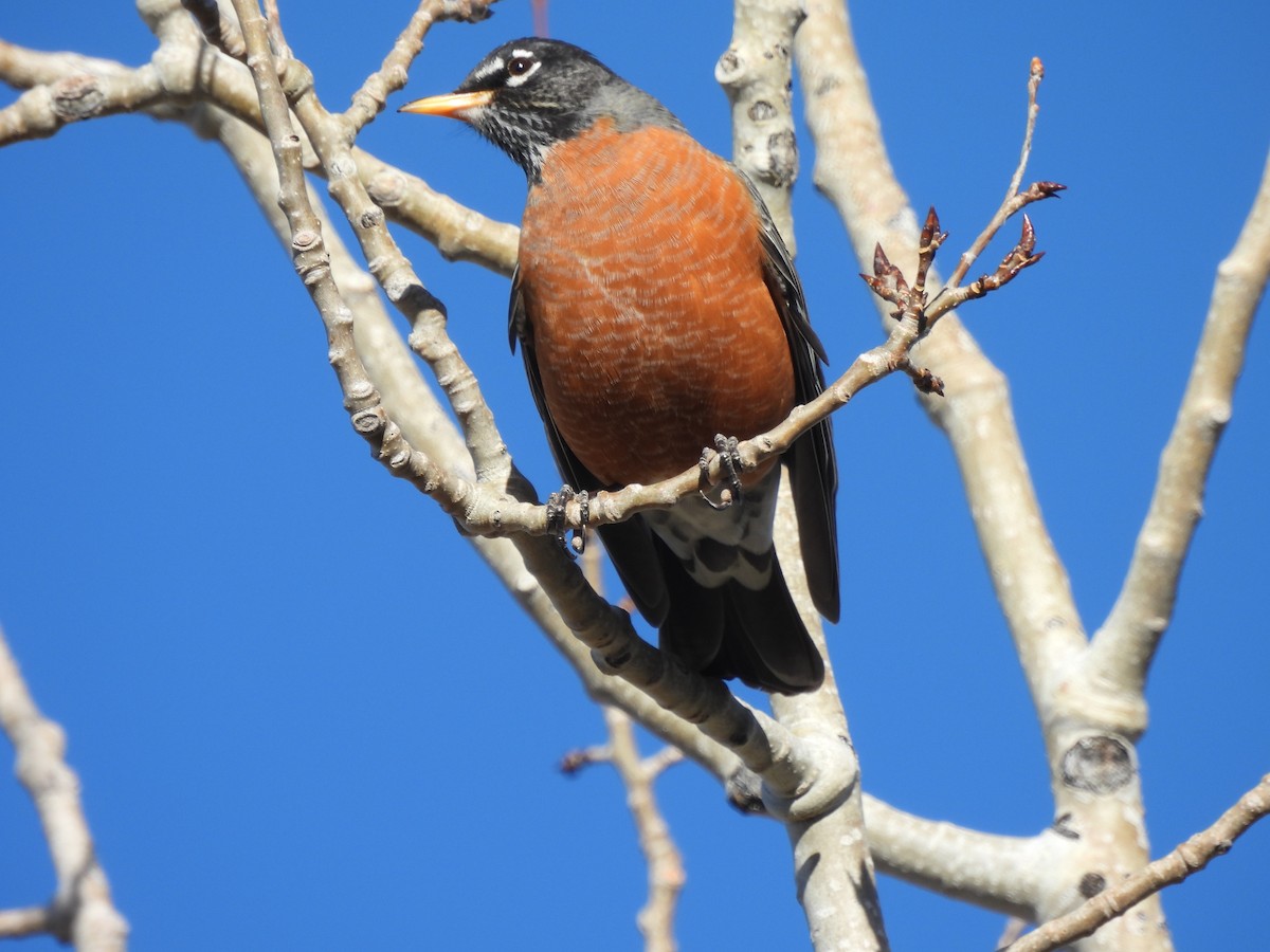 vandretrost - ML645088459