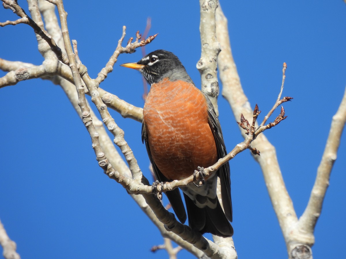 vandretrost - ML645088460