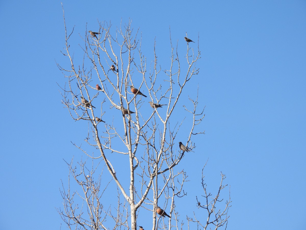 vandretrost - ML645088462