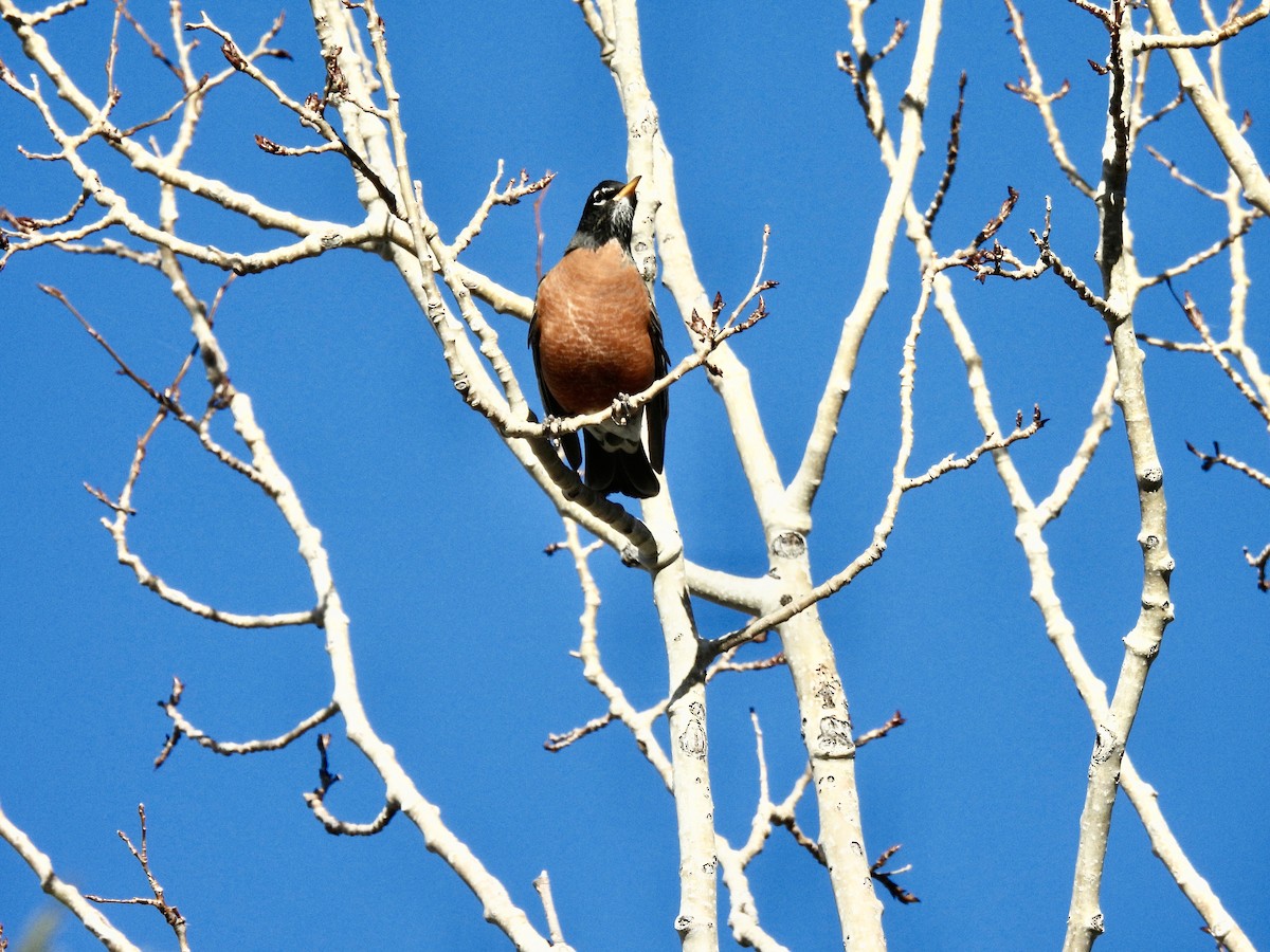 vandretrost - ML645088463