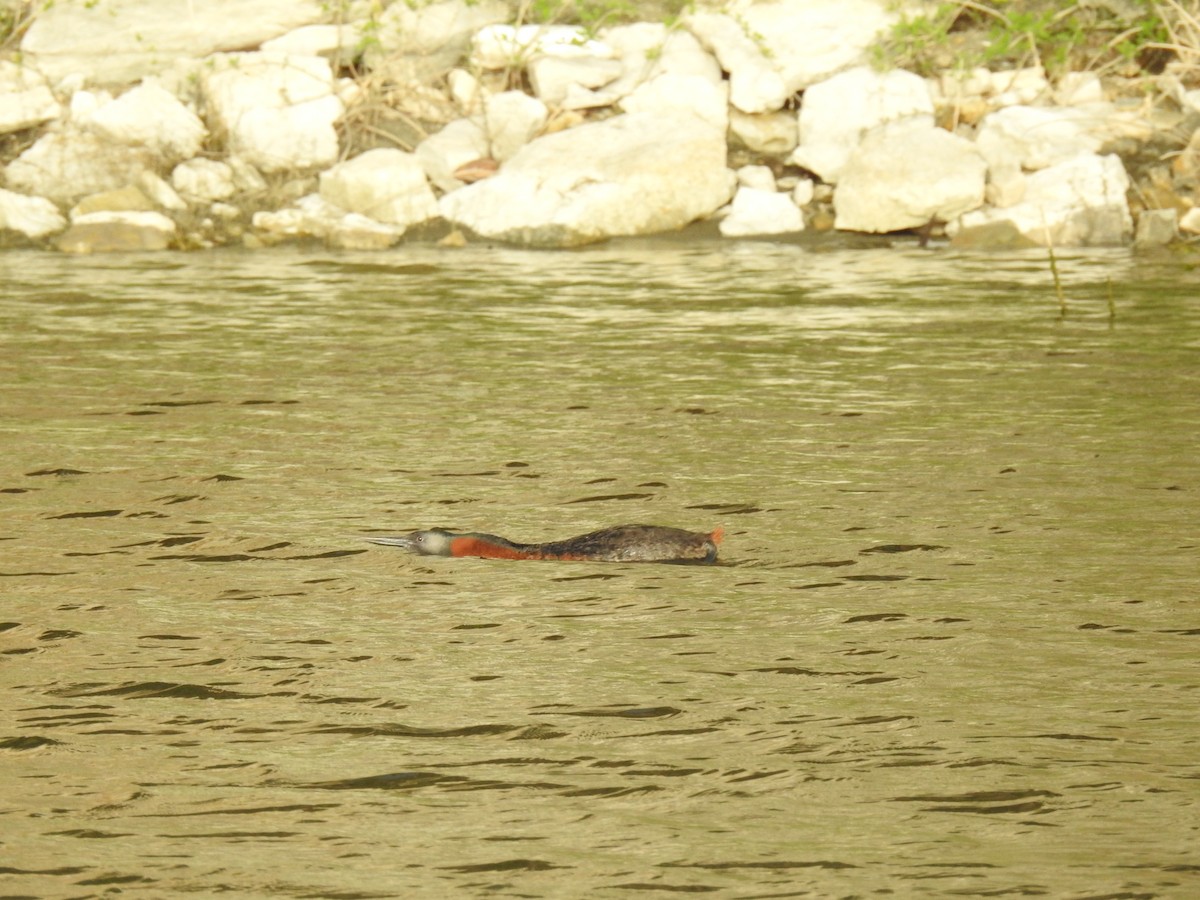 Great Grebe - ML645088466
