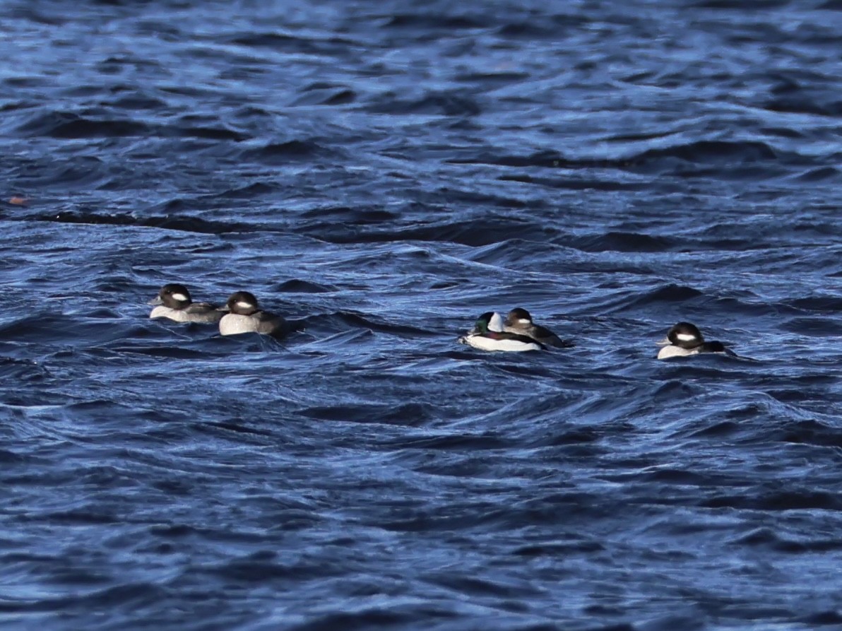 Гоголь-головастик - ML645088469