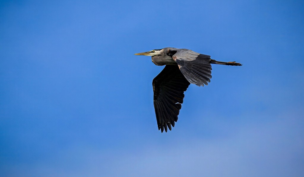 Great Blue Heron - ML645088483