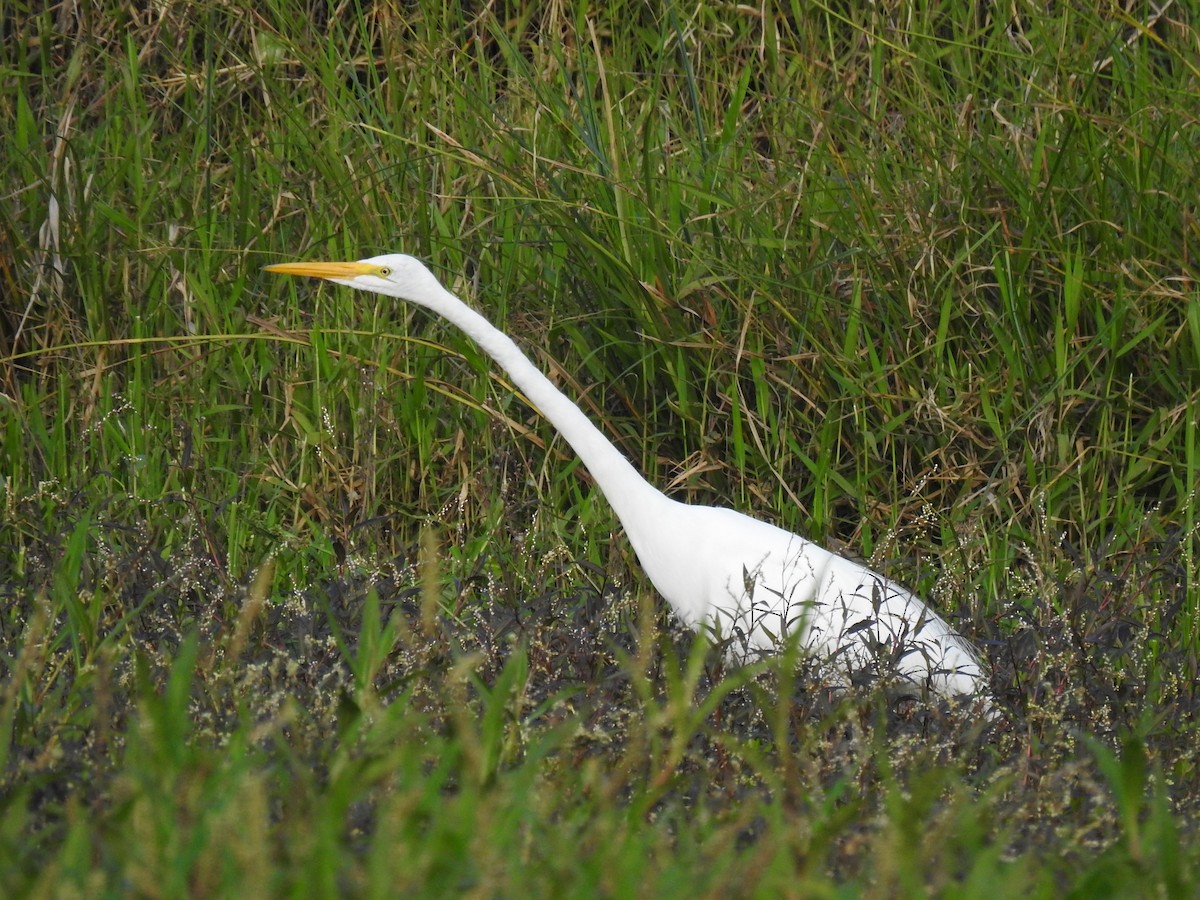 Koartza zuria - ML645088492