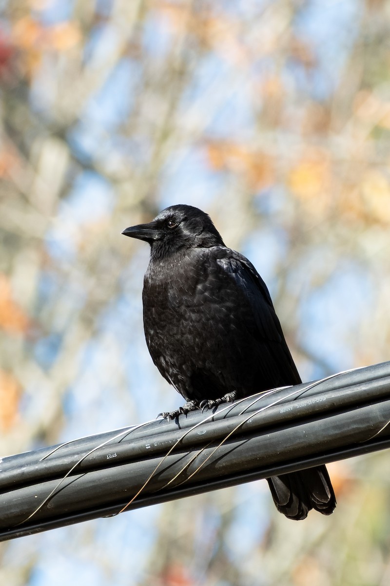 vrána americká - ML645088501
