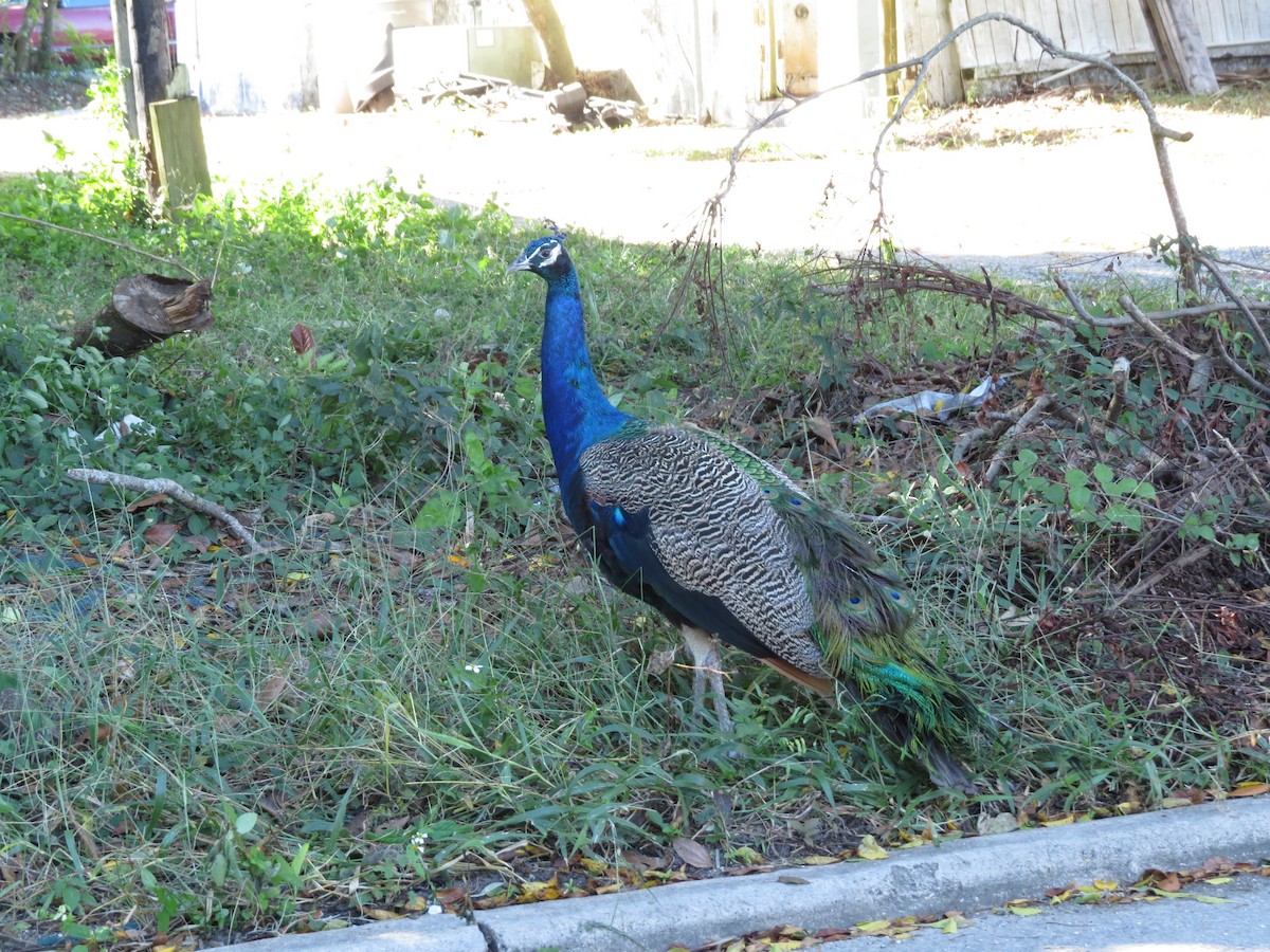 Indian Peafowl - ML645088504