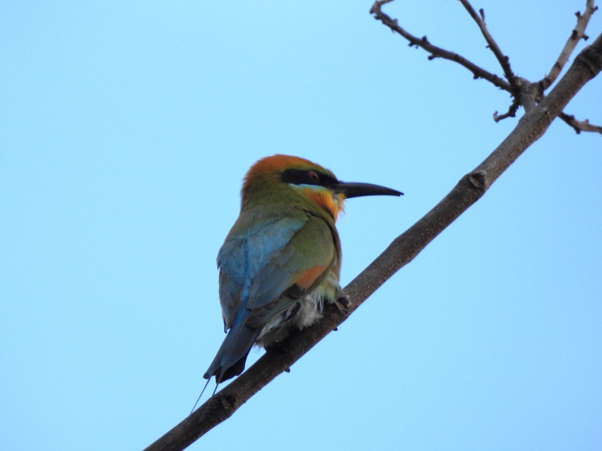 Rainbow Bee-eater - ML645088505