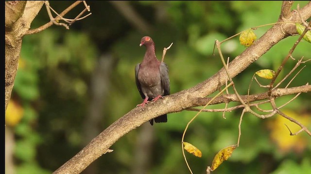 Scaly-naped Pigeon - ML645088506
