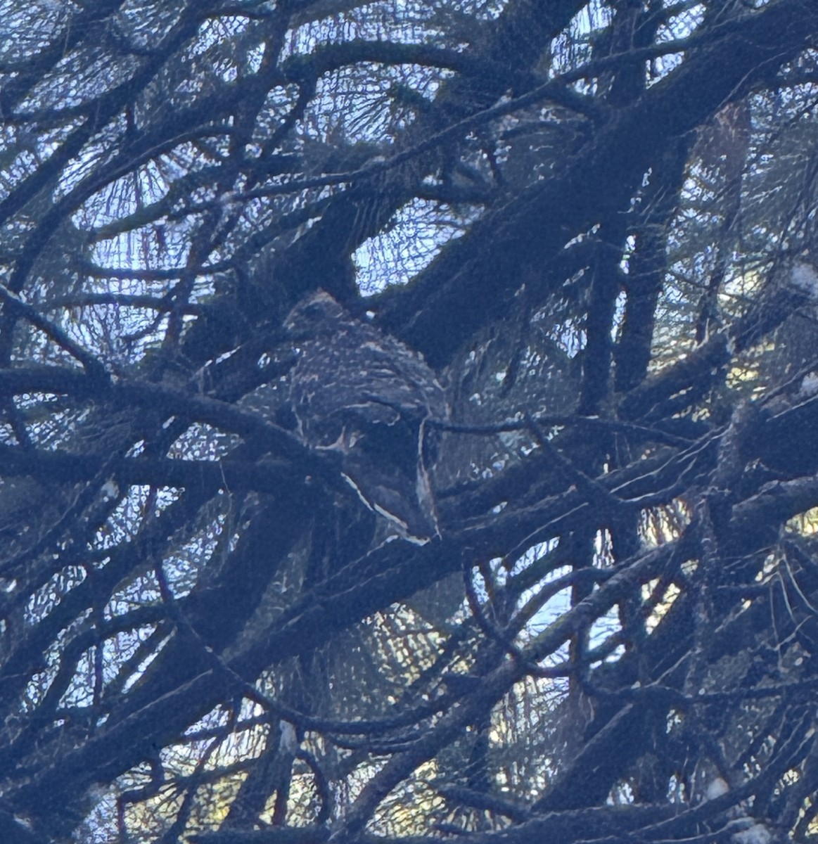 American Goshawk - ML645088508