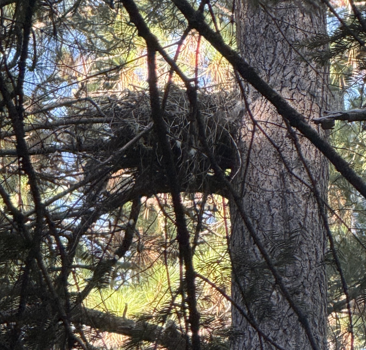 American Goshawk - ML645088513