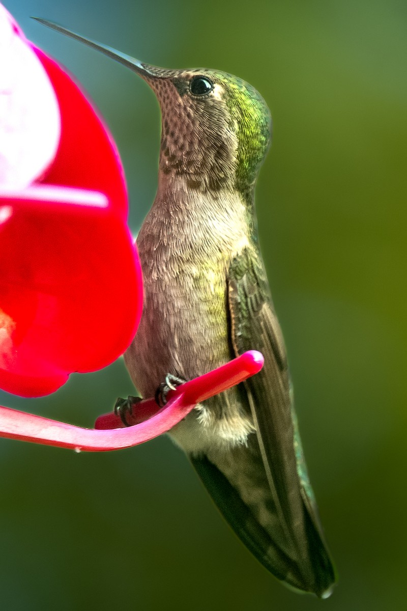 kalypta růžovohlavá - ML645088530