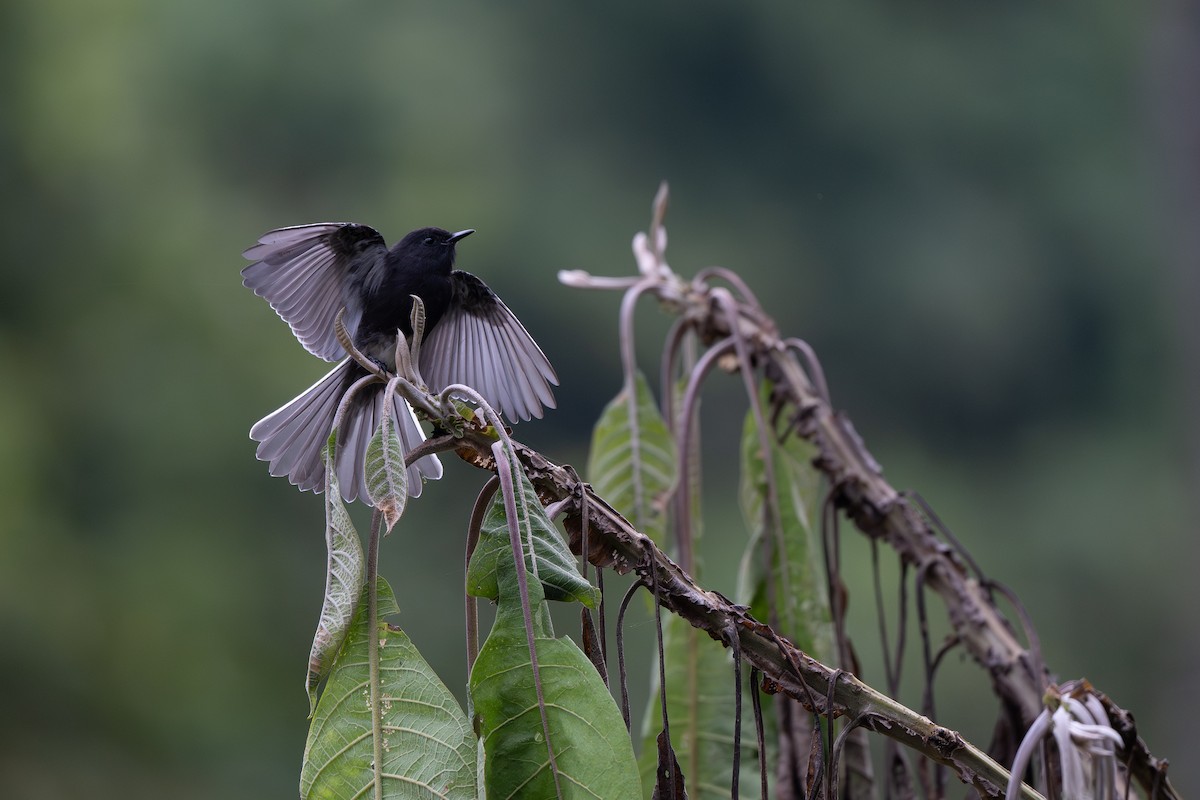 Black Phoebe (White-winged) - ML645088533