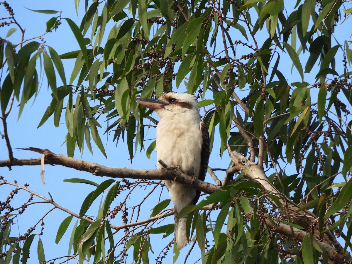 Laughing Kookaburra - ML645088534