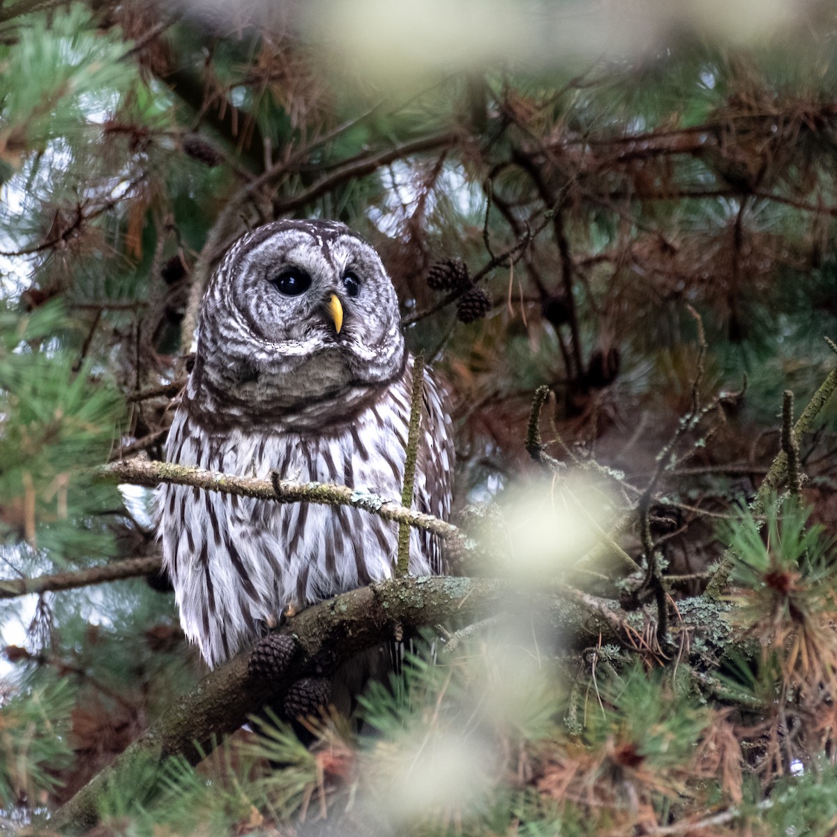 puštík proužkovaný - ML645088540