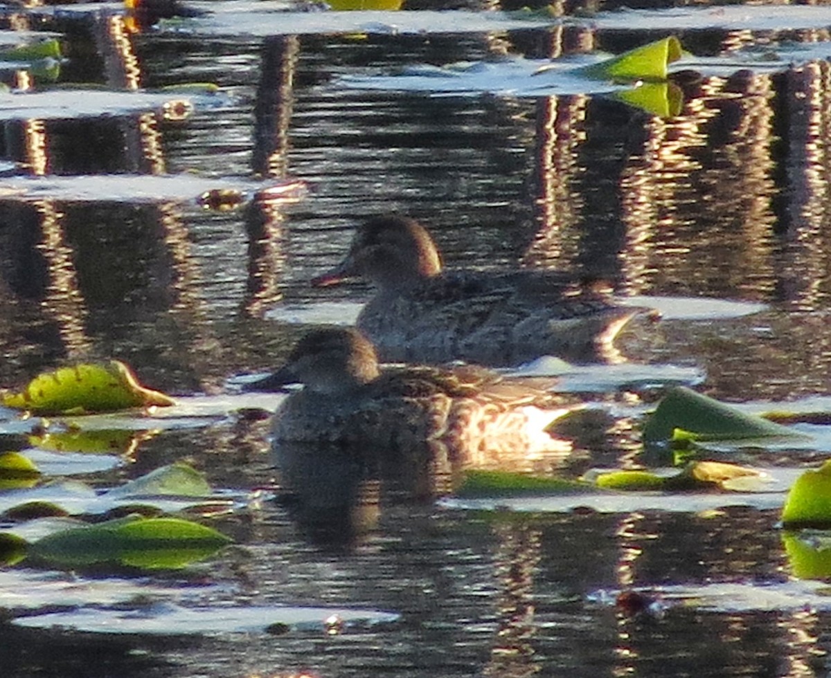Green-winged Teal - ML645088547