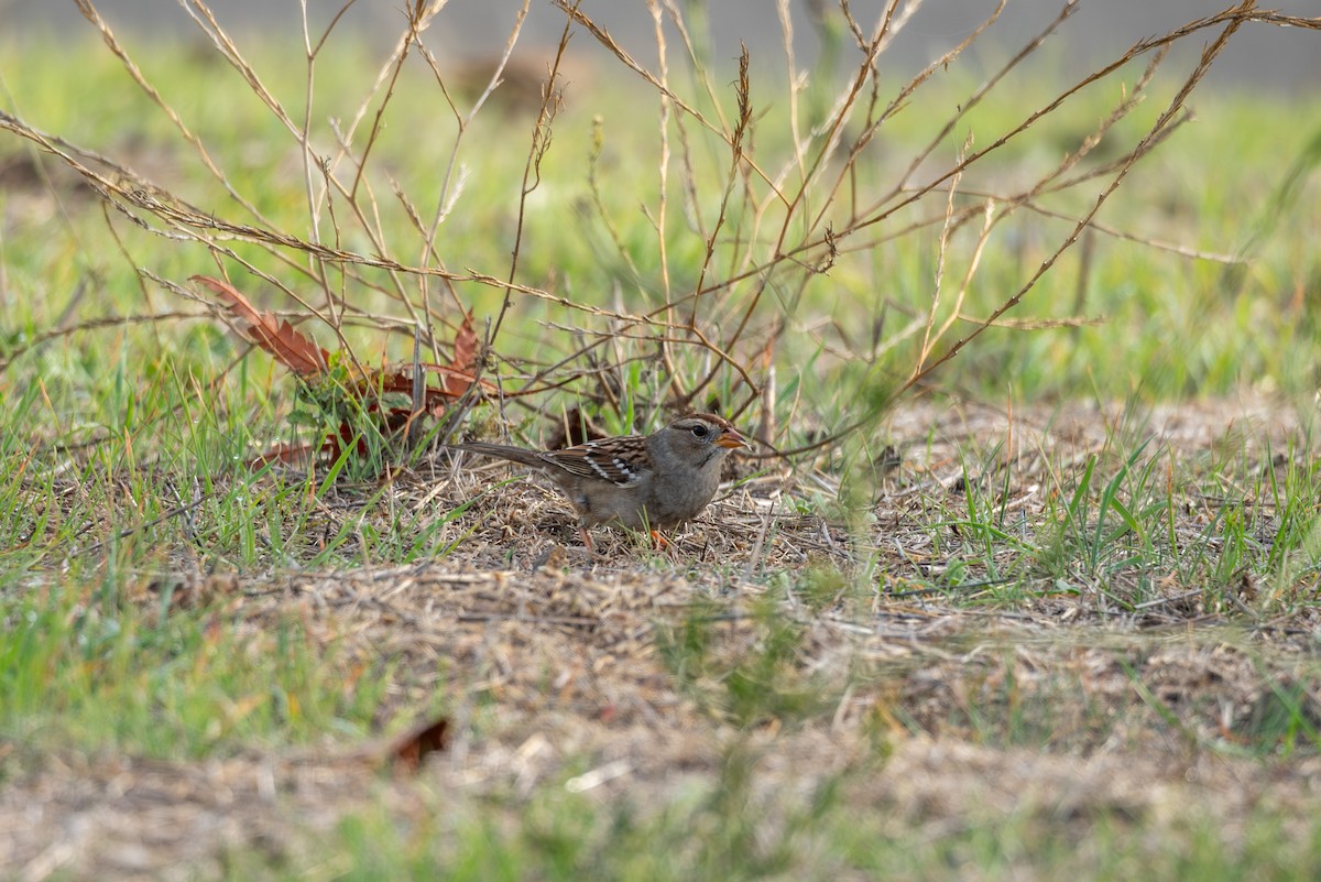 Porsuk Serçesi - ML645088550