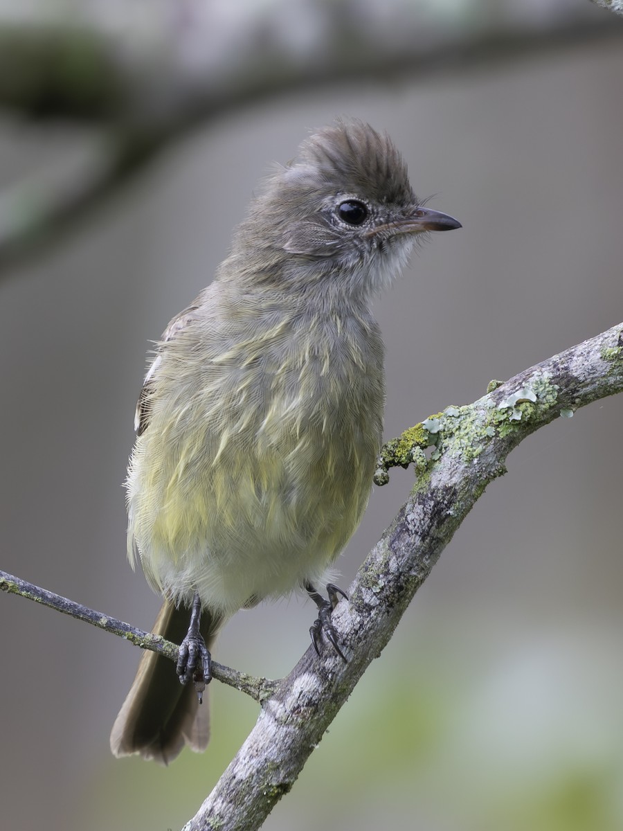 Yellow-bellied Elaenia - ML645088553