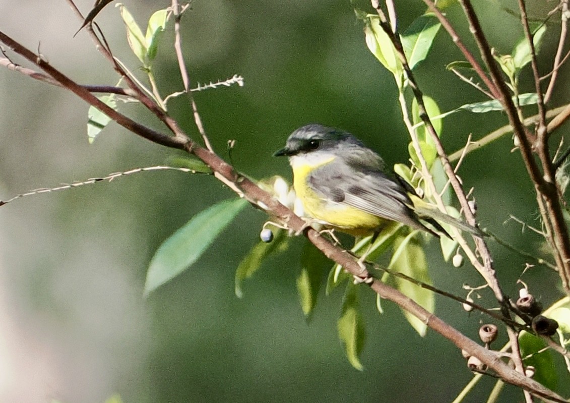 Eastern Yellow Robin - ML645088554