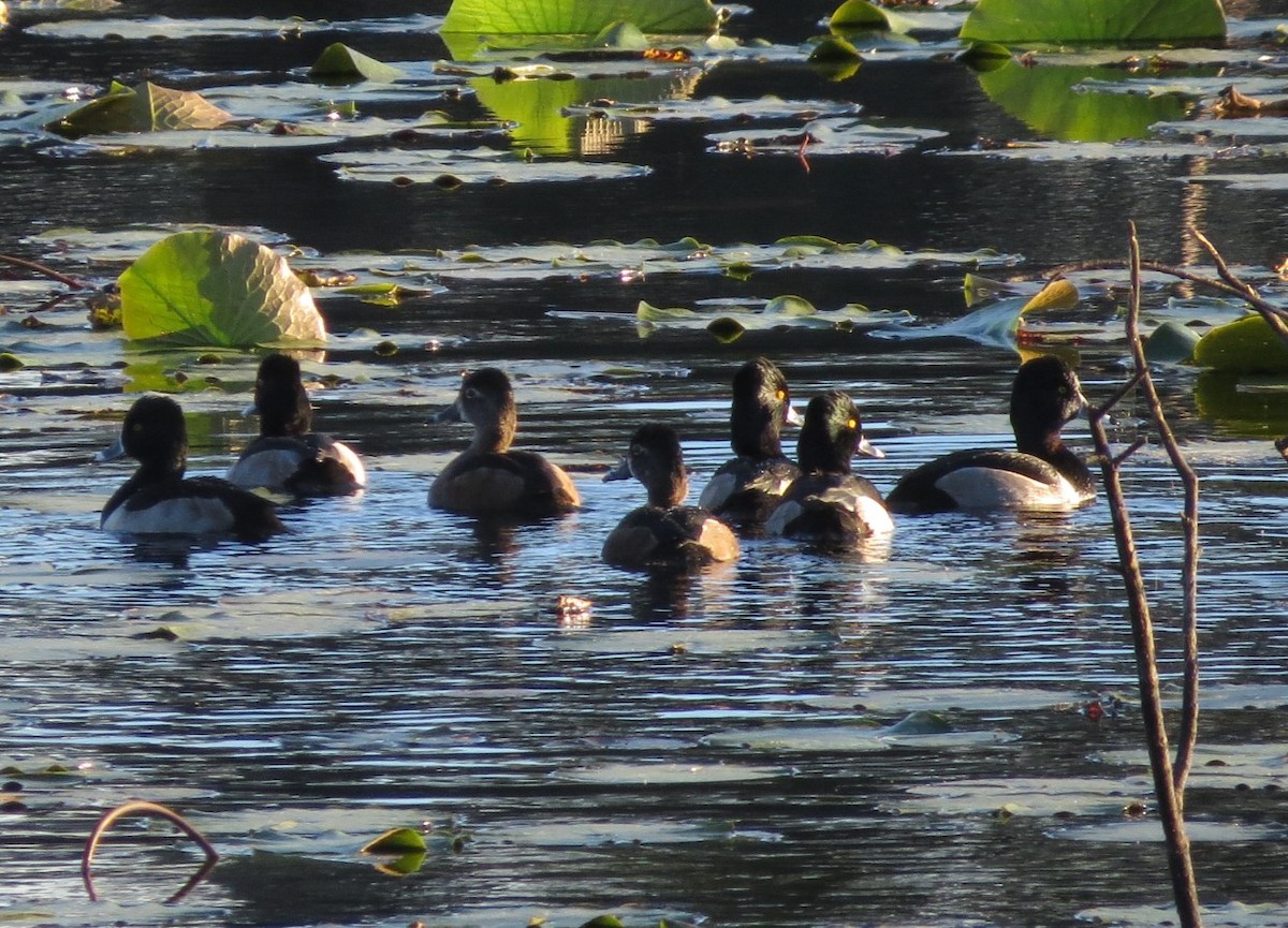 Ring-necked Duck - ML645088556