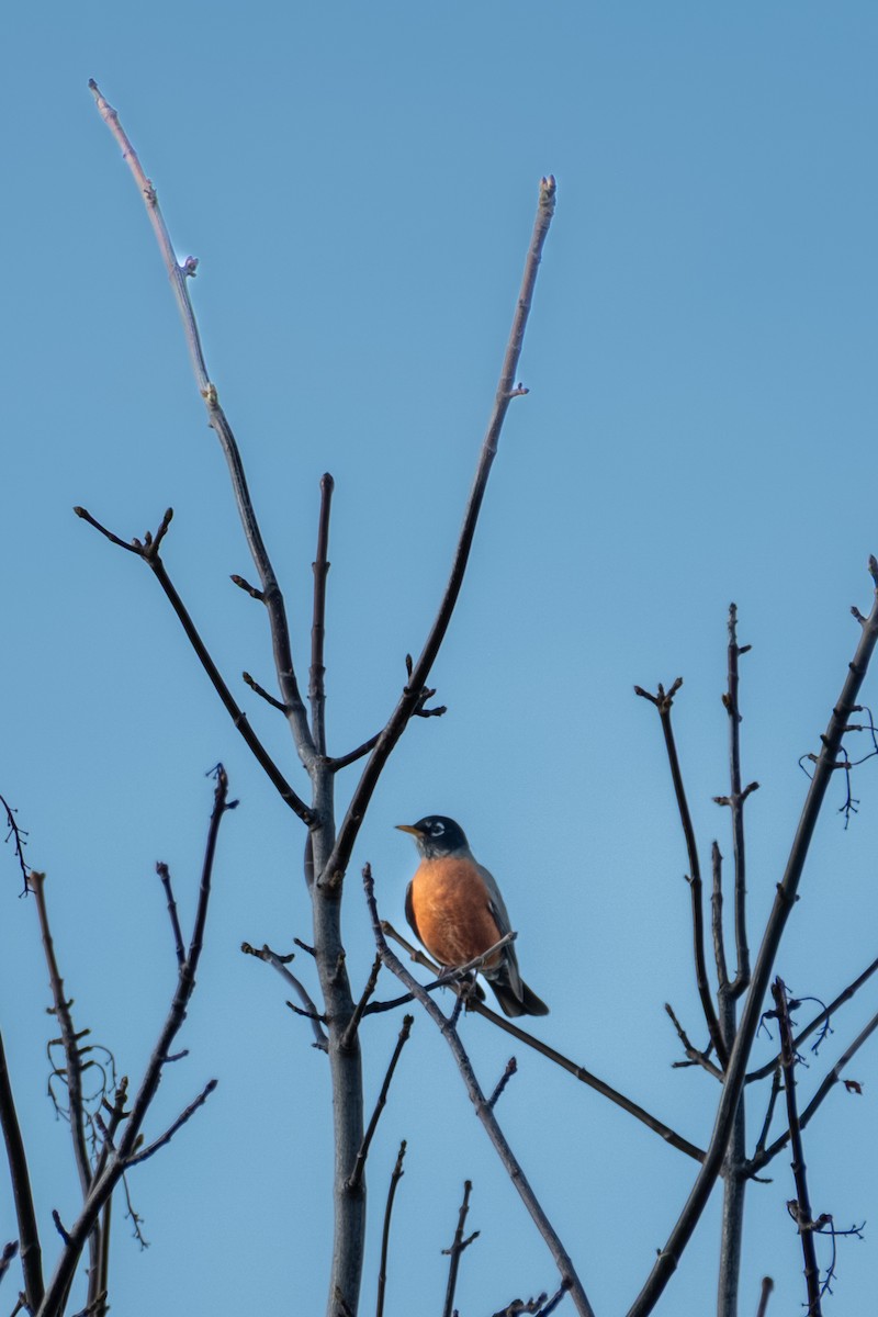 vandretrost - ML645088558