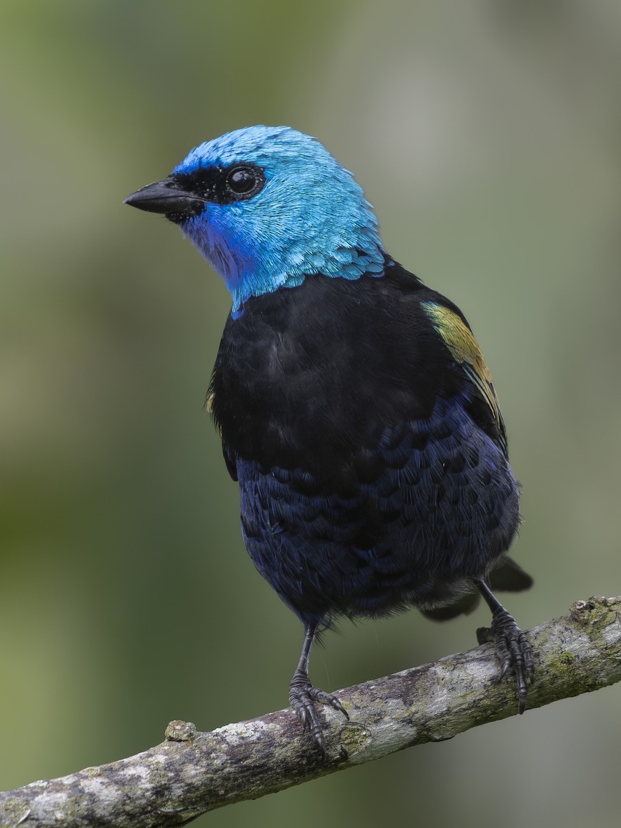 Blue-necked Tanager - ML645088559