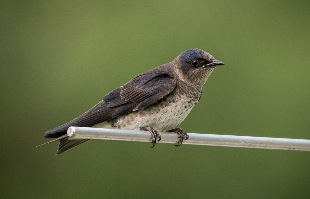 Purple Martin - ML645088562