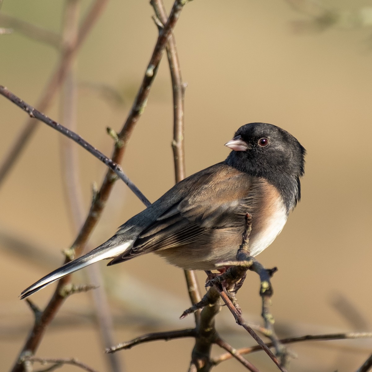 strnadec zimní - ML645088563