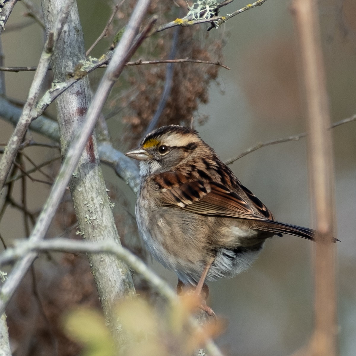 strnadec bělohrdlý - ML645088568