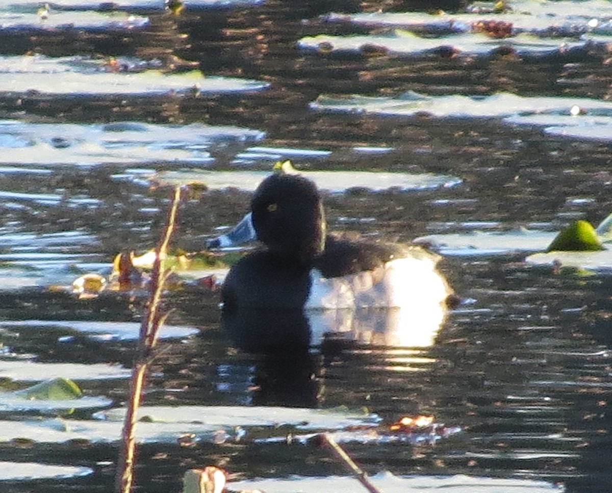 Ring-necked Duck - ML645088574
