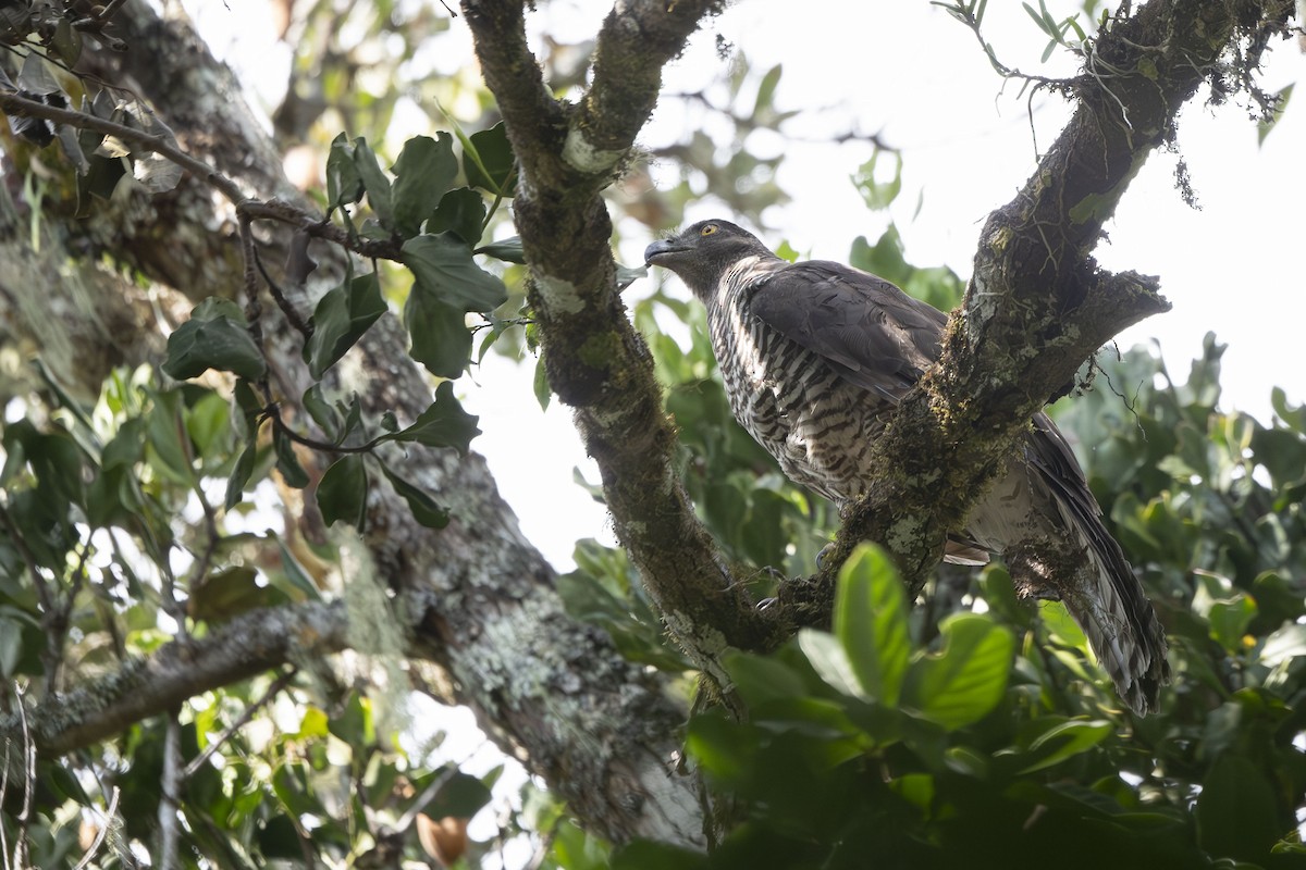 Madagascar Serpent-Eagle - ML645088575