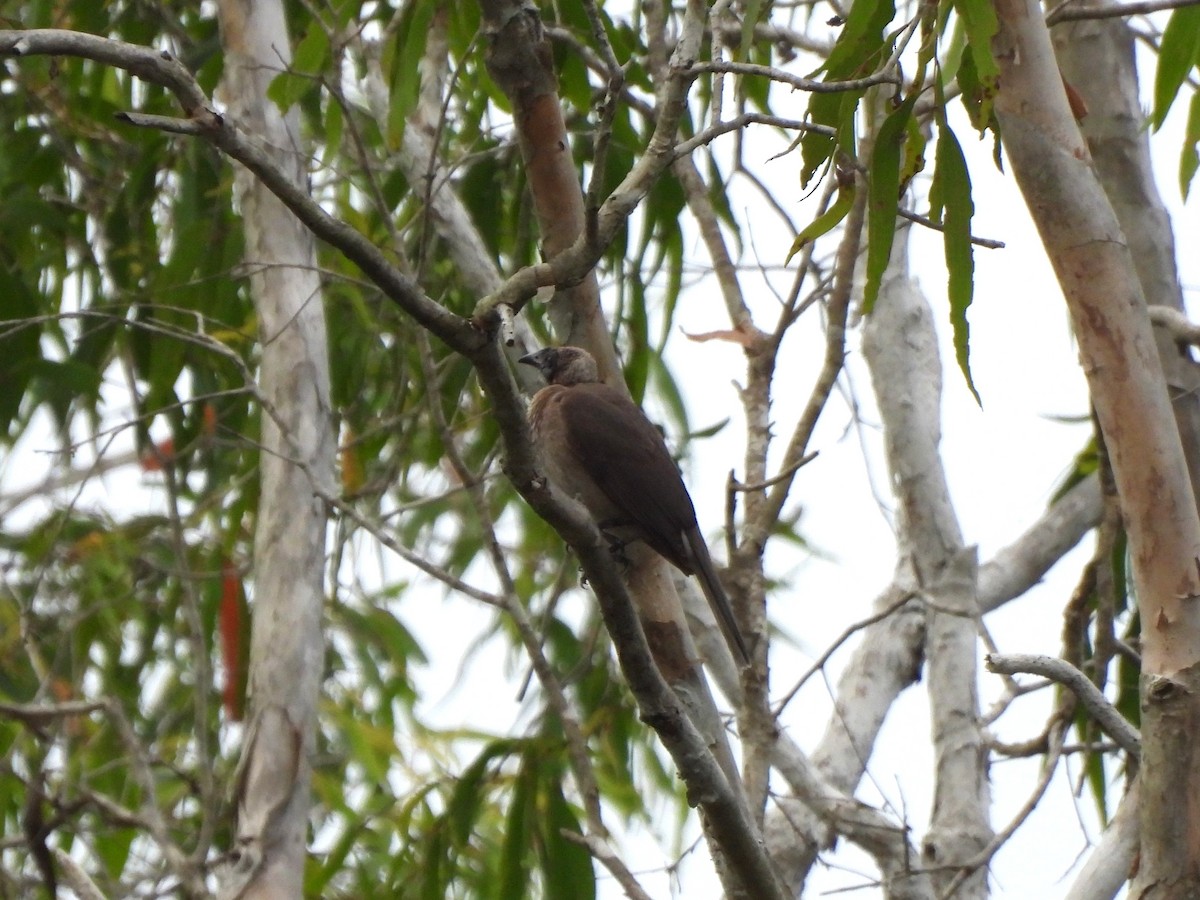 Helmeted Friarbird - ML645088579