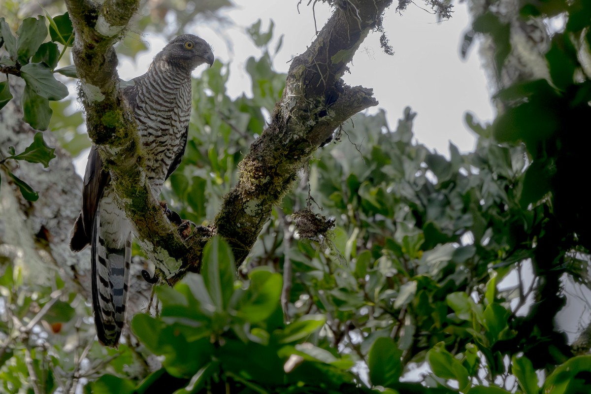 Madagascar Serpent-Eagle - ML645088582