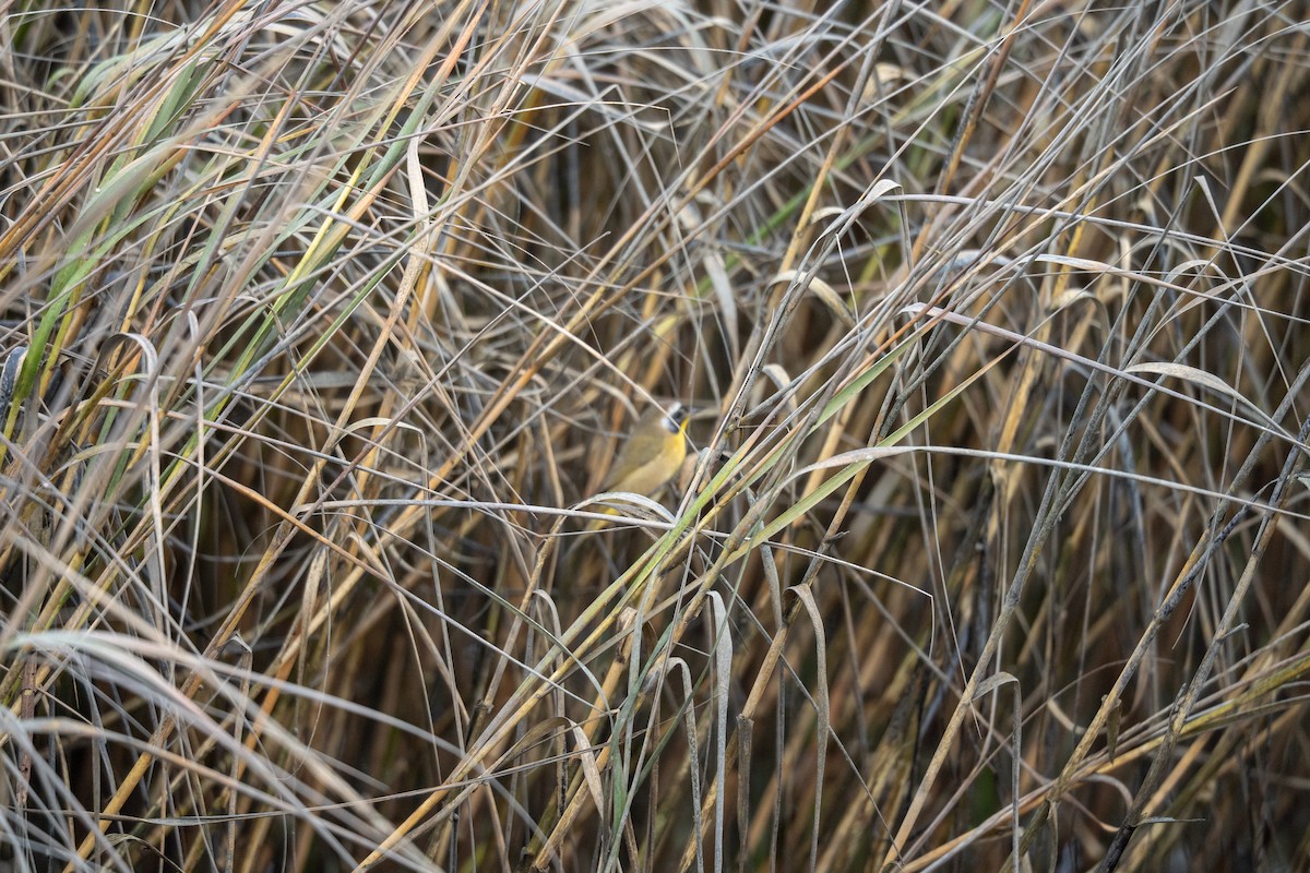 Common Yellowthroat - ML645088586