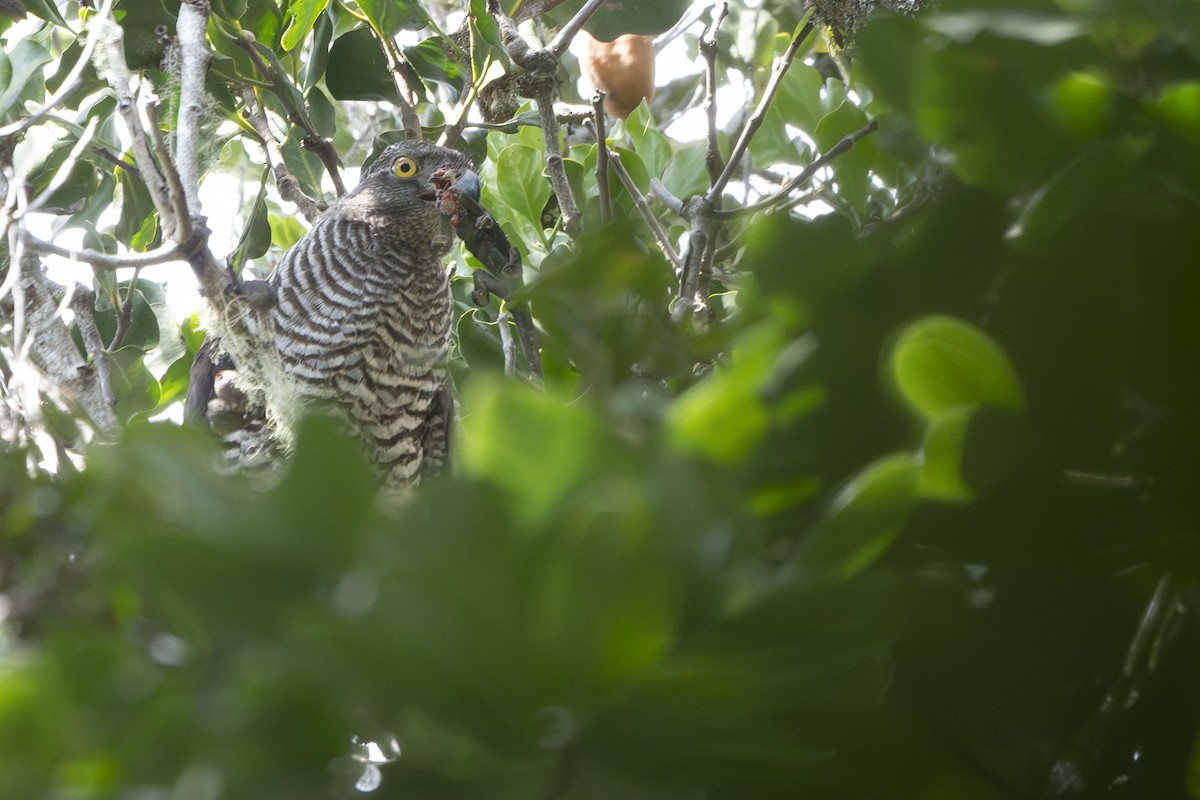 Madagascar Serpent-Eagle - ML645088587