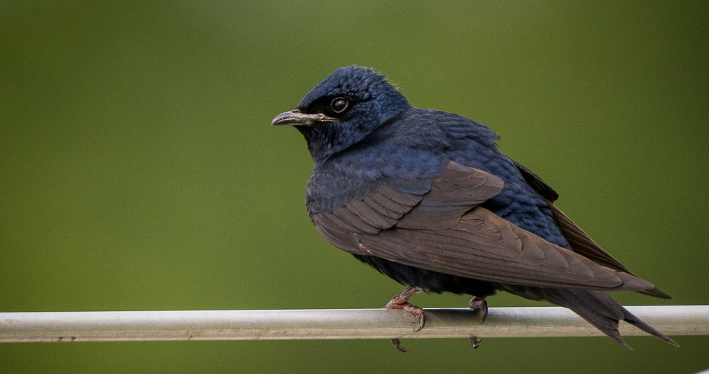 Purple Martin - ML645088588