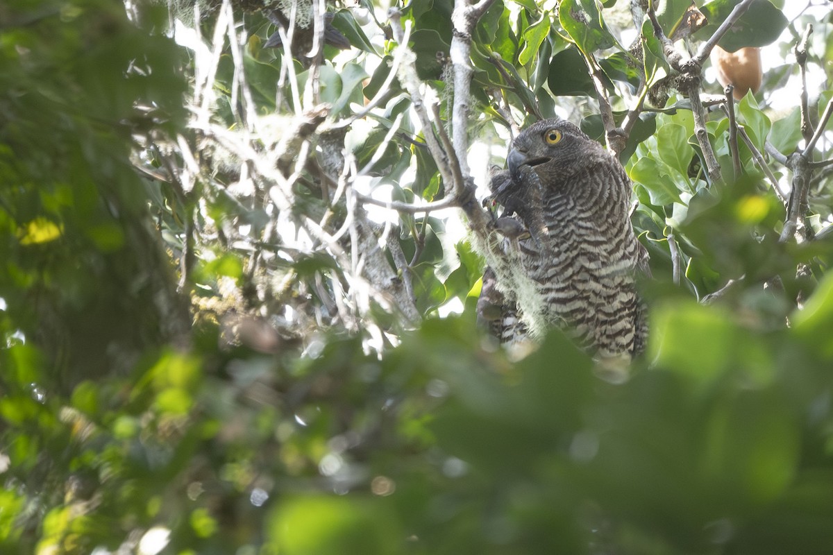 Madagascar Serpent-Eagle - ML645088593