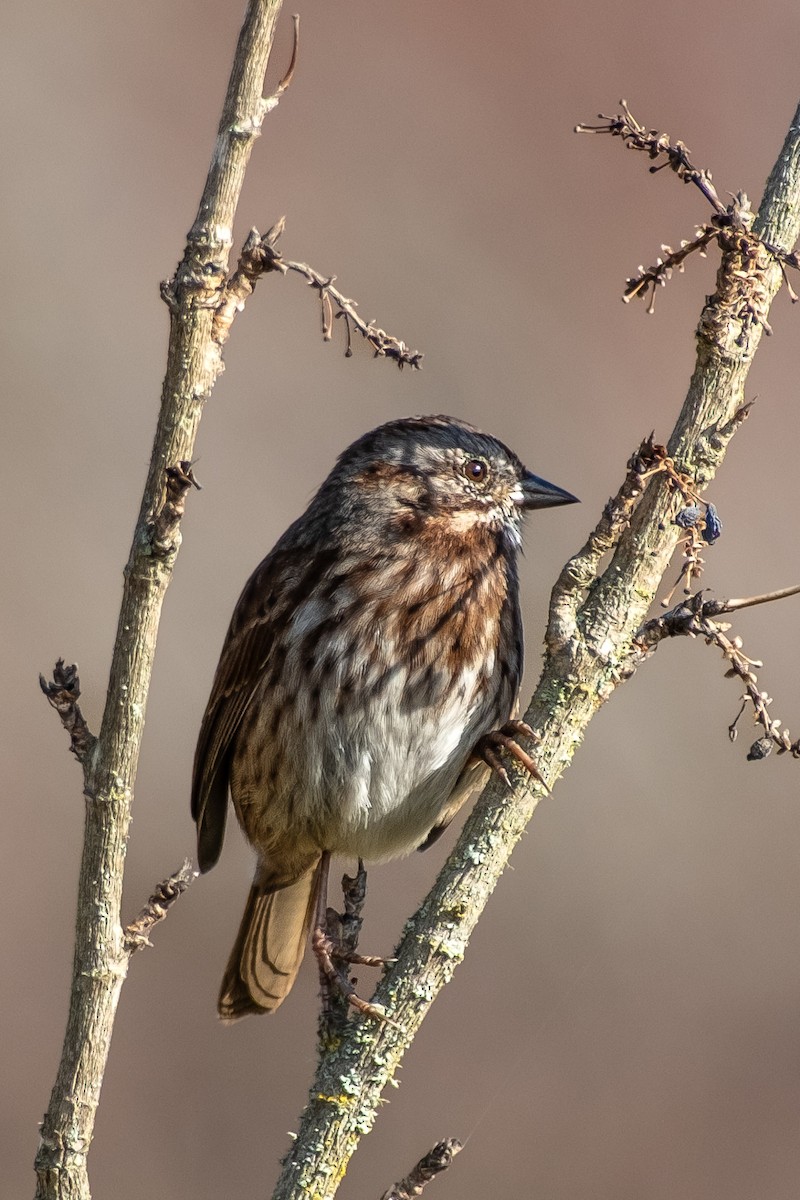 strnadec zpěvný - ML645088595