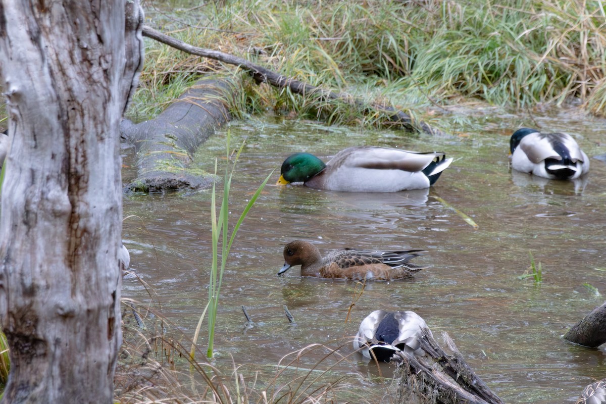 Eurasian Wigeon - ML645088597