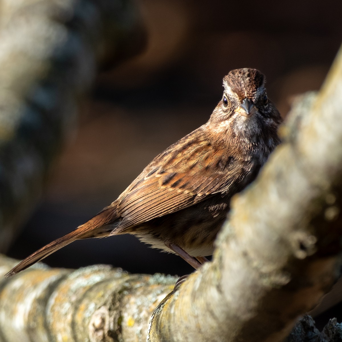 strnadec pruhohlavý - ML645088604