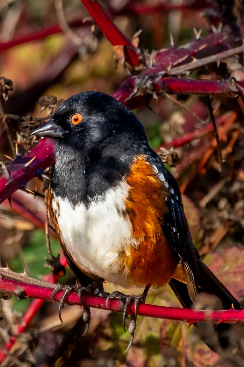 Spotted Towhee - ML645088608