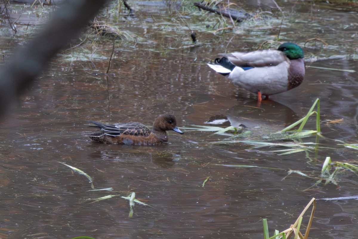 Eurasian Wigeon - ML645088641
