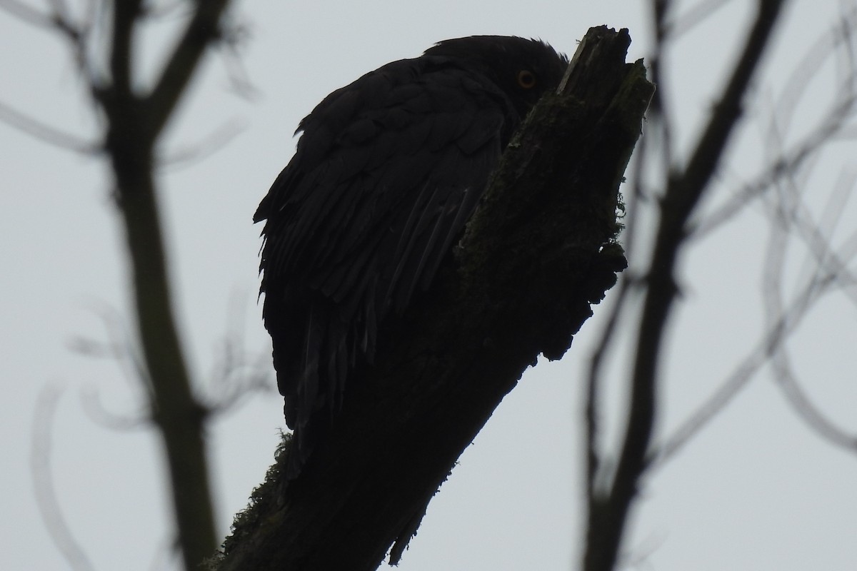 káně bělokostřečná - ML645088645