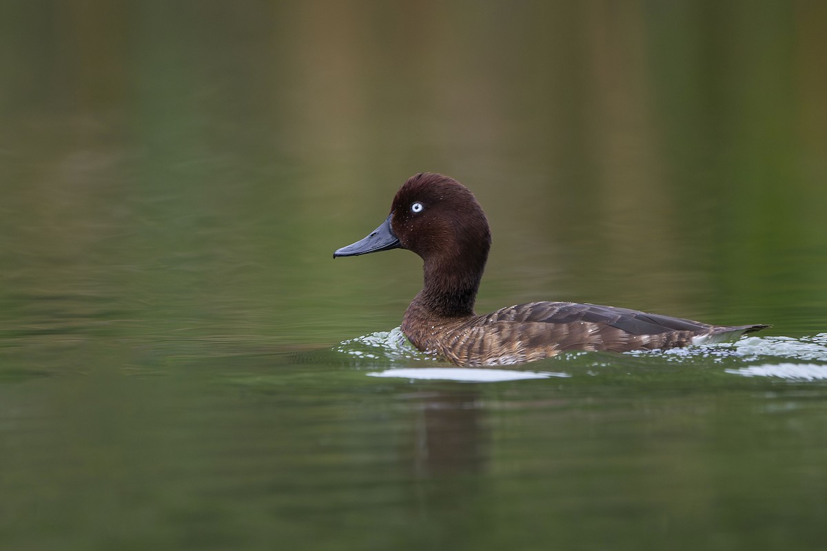 Madagascar Pochard - ML645088648