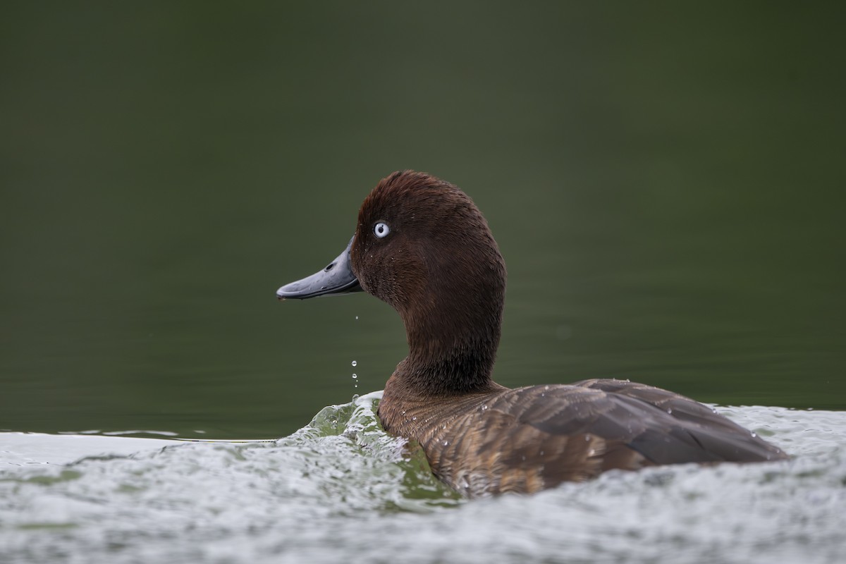 Madagascar Pochard - ML645088658