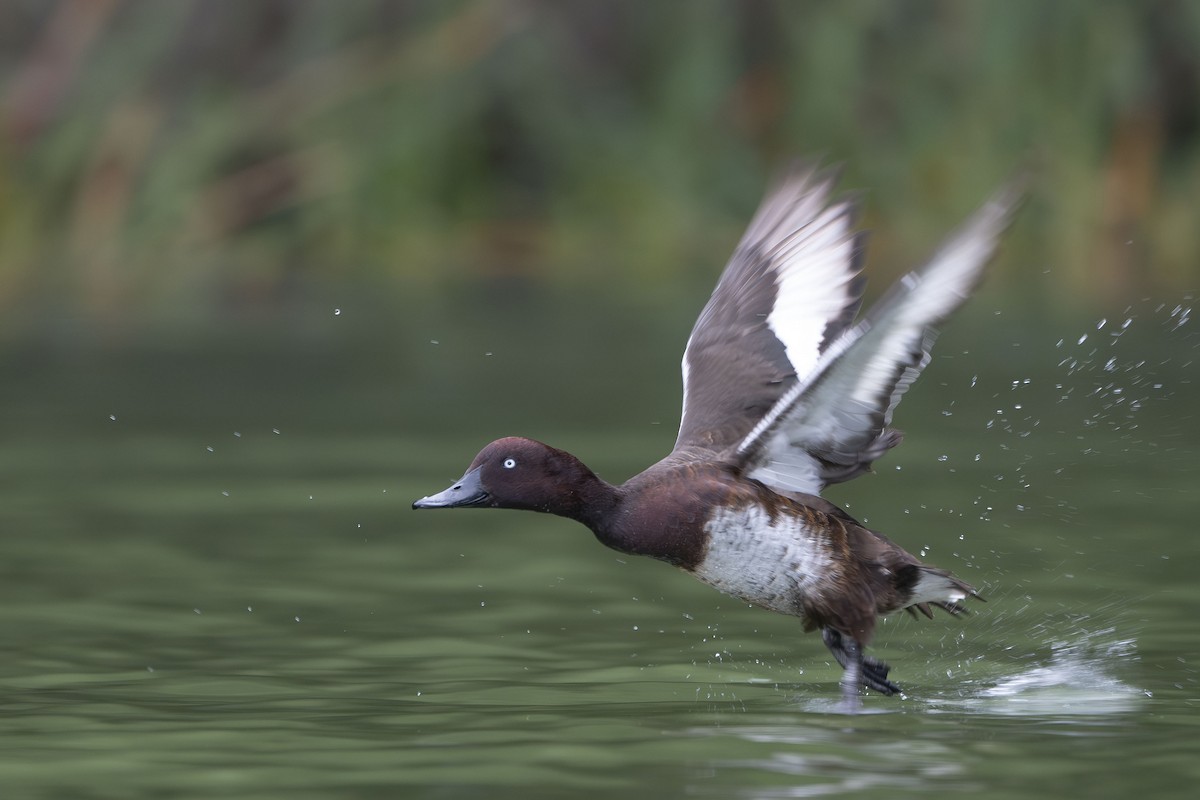 Madagascar Pochard - ML645088668