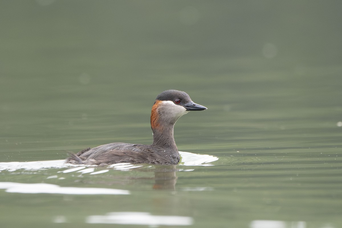 Madagascar Grebe - ML645088676